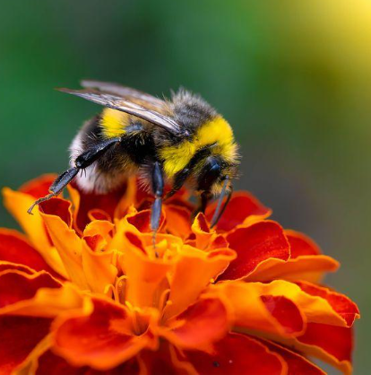 Bumblebee visiting a flower.PNG